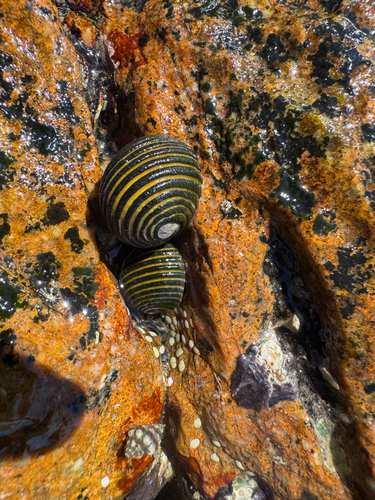 Nerita costata