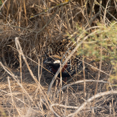 Francolinus francolinus