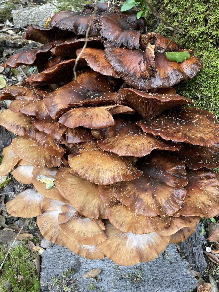 Armillaria mellea · December 2025 · photo: © danieldas (iNaturalist, cc0)