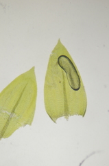 Eurhynchiastrum pulchellum