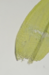 Eurhynchiastrum pulchellum