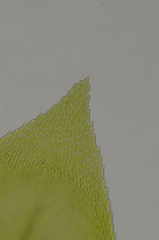 Eurhynchiastrum pulchellum