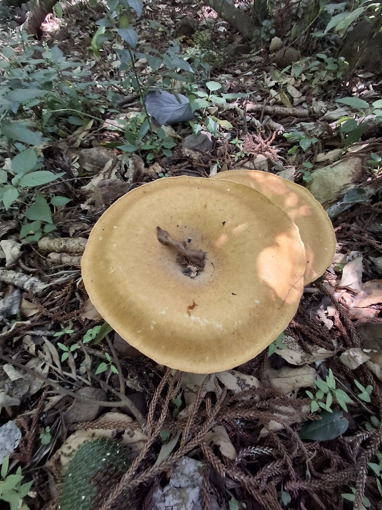 Pleurotus tuber-regium · December 2025 · photo: © gregtasney (iNaturalist, cc-by-sa)