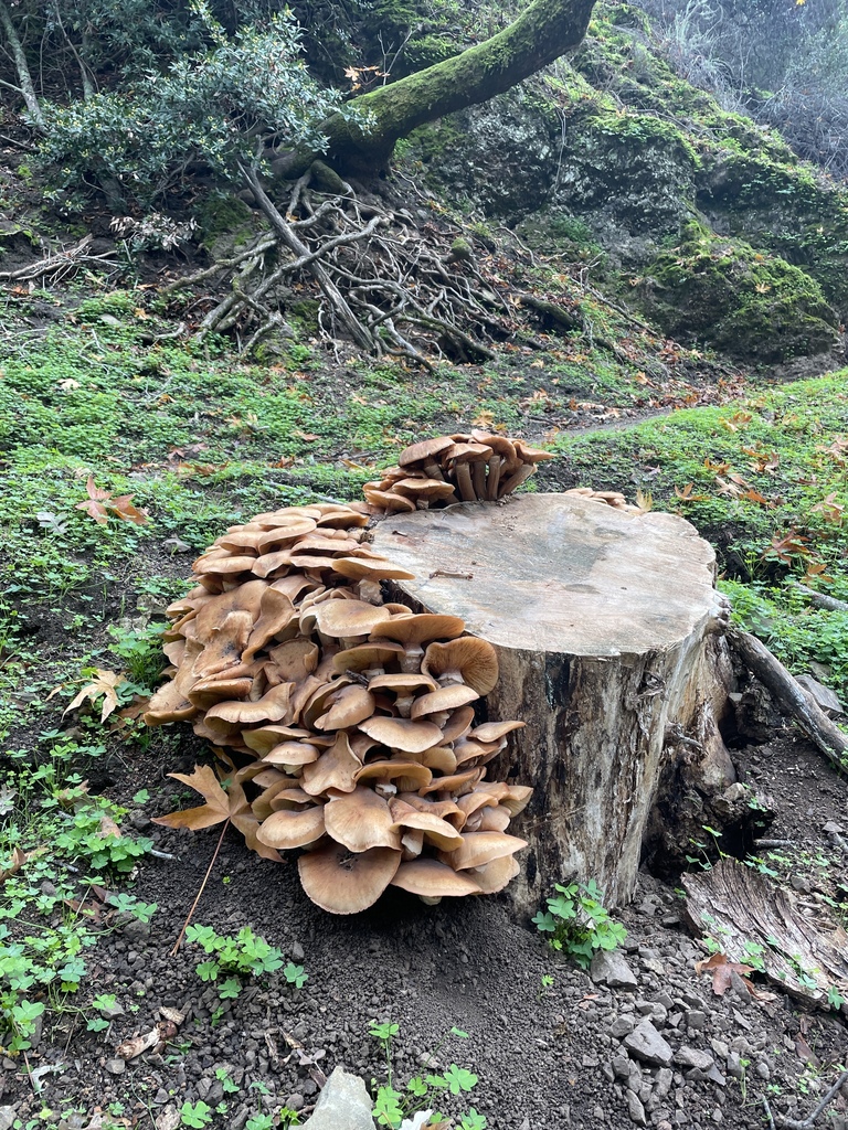 Armillaria mellea · December 2025 · photo: © danieldas (iNaturalist, cc0)
