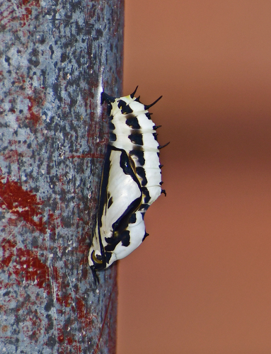 Ruddy Daggerwing