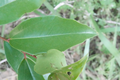 Scolopia braunii observed 2025-11-29