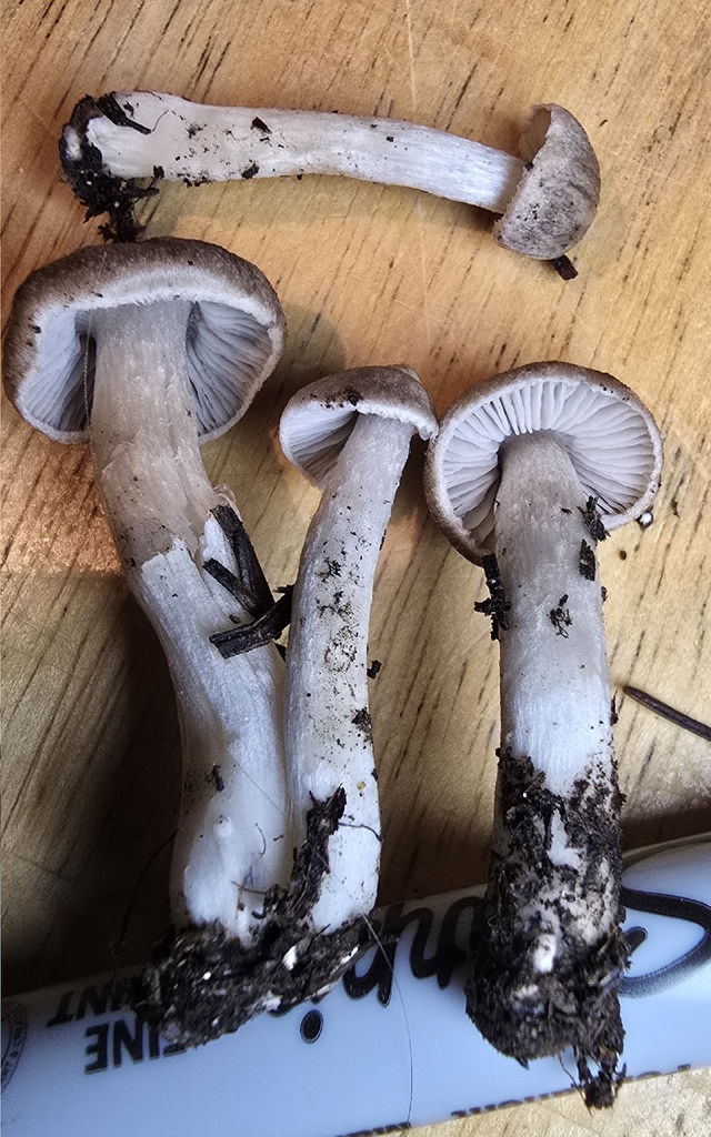 Tricholoma sp. 'terreum-IN01'
