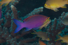 Mirolabrichthys tuka