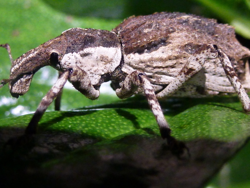 Stephens Island Weevil