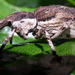 Stephens Island Weevil - Photo (c) Markanderson72, some rights reserved (CC BY-SA)