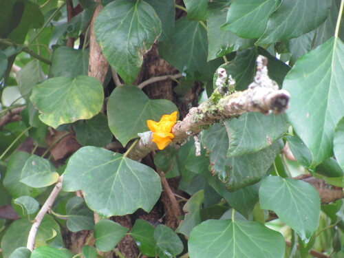 Hedera iberica, photograph 3