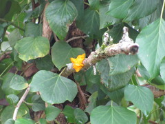 Hedera iberica, photograph (c) zebedeugalinha, some rights reserved (CC BY)