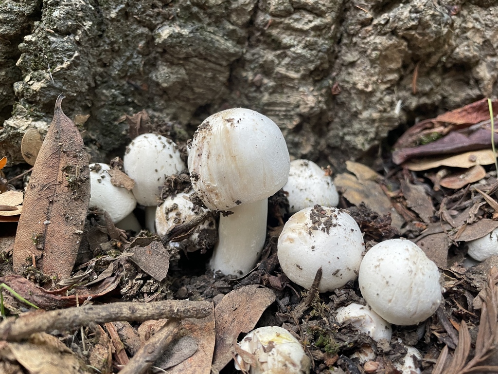 Agaricus xanthodermus · December 2025 · photo: © danieldas (iNaturalist, cc0)