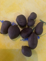 Coleus rotundifolius