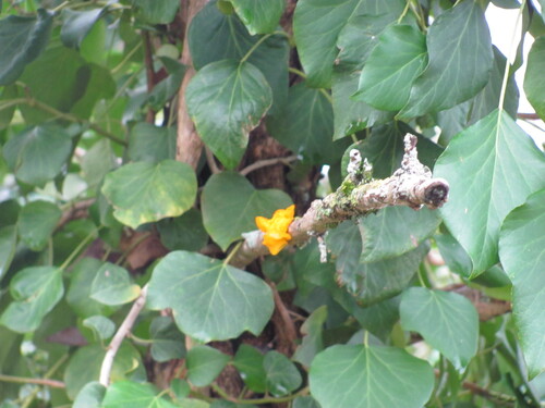 Iberian ivy (Hedera iberica)