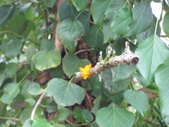Hedera iberica, photograph (c) zebedeugalinha, some rights reserved (CC BY)