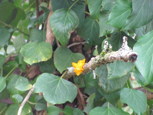 Hedera iberica, photograph 4