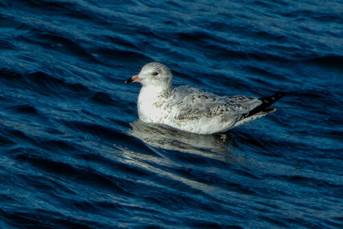 Ring-billed Gull