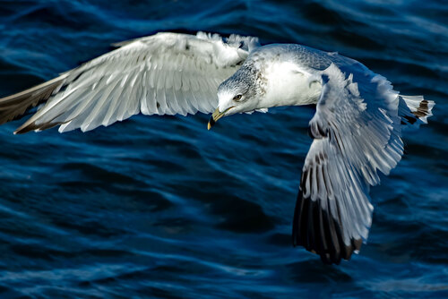 Ring-billed Gull