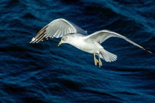Ring-billed Gull