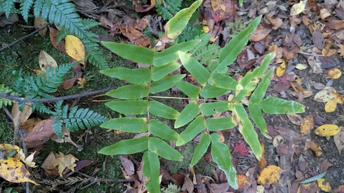 Asian royal fern (Osmunda japonica)
