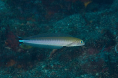 Quakerfish photo 3