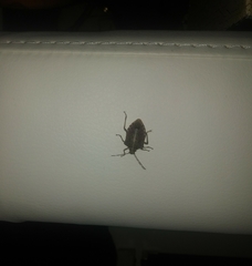 Halyomorpha halys