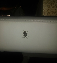 Halyomorpha halys