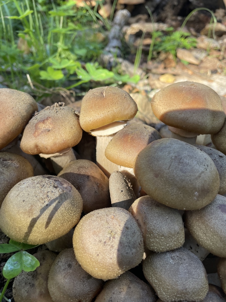 Armillaria mellea · December 2025 · photo: © danieldas (iNaturalist, cc0)