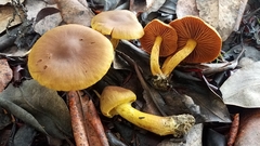 Cortinarius thiersii