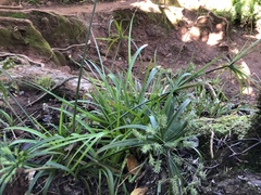 Cyperus meyenianus