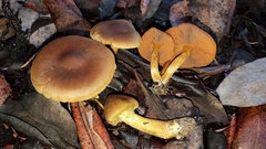 Cortinarius thiersii