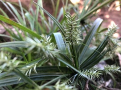 Cyperus meyenianus