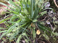 Cyperus meyenianus