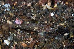 Fusigobius melacron
