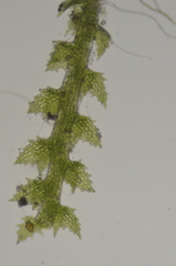 Cephaloziella turneri