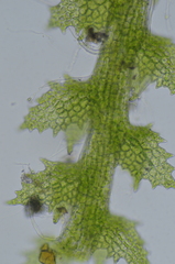 Cephaloziella turneri
