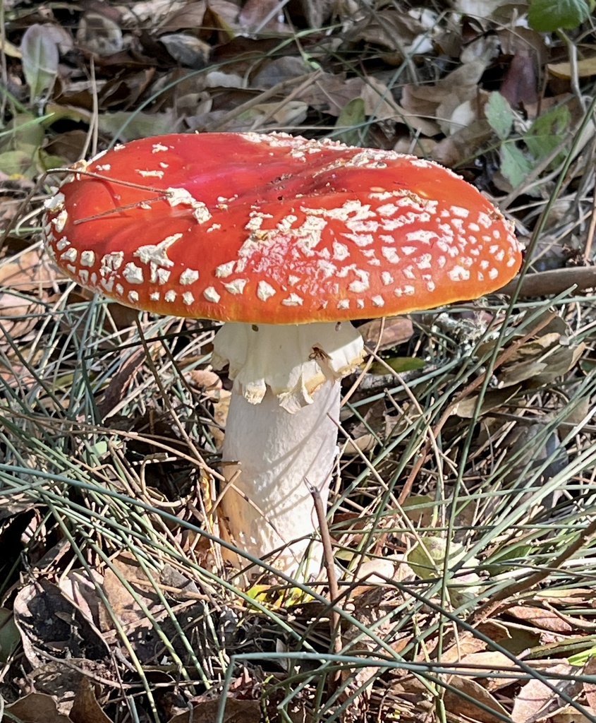 Amanita muscaria flavivolvata · December 2025 · photo: © joqatana (iNaturalist, cc-by)