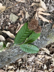 Castanopsis faberi, photograph (c) 銀杏, some rights reserved (CC BY)