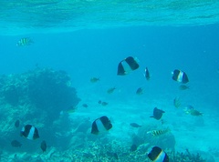 Hemitaurichthys zoster