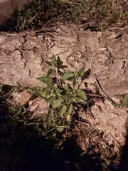 Chenopodiastrum murale