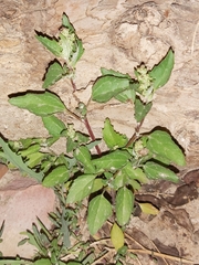 Chenopodiastrum murale