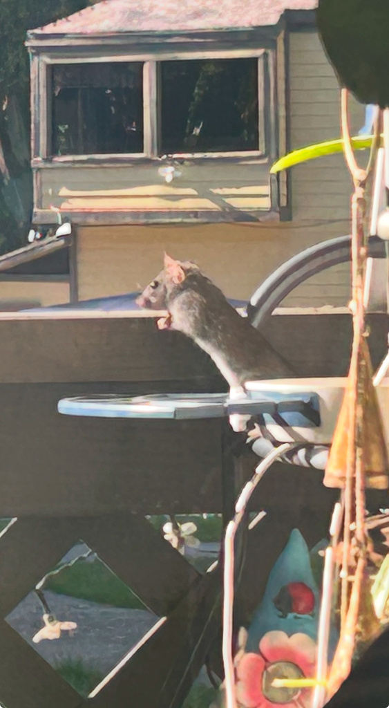Black rat