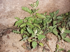 Chenopodiastrum murale