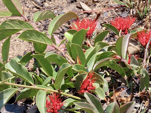 red combretum (Combretum platypetalum)