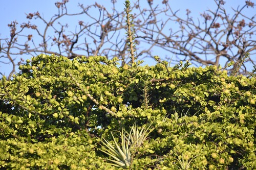 Leuenbergeria lychnidiflora, photograph 6