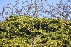 Leuenbergeria lychnidiflora, photograph (c) Zac Peterson, some rights reserved (CC BY)