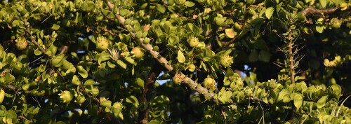 Leuenbergeria lychnidiflora, photograph 5