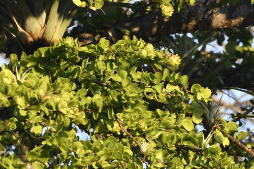 Leuenbergeria lychnidiflora, photograph 3