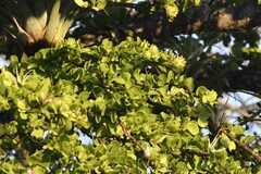 Leuenbergeria lychnidiflora, photograph (c) Zac Peterson, some rights reserved (CC BY)